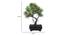 Story Artificial Plant by Urban Ladder - Design 1 Dimension - 337970