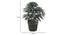 Roxanne Artificial Plant by Urban Ladder - Design 1 Dimension - 337971