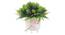Verity Artificial Plant by Urban Ladder - Front View Design 1 - 337994