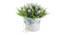 Vida Artificial Plant by Urban Ladder - Design 1 Side View - 338067