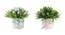 Vida Artificial Plant by Urban Ladder - Front View Design 1 - 338072