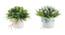 Vida Artificial Plant by Urban Ladder - Rear View Design 1 - 338077