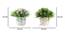 Vida Artificial Plant by Urban Ladder - Design 1 Dimension - 338078