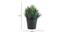 Ispen Artificial Plant by Urban Ladder - Design 1 Dimension - 338079
