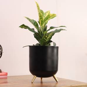 Harlie planter black and gold lp