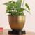 Edmund planter black and gold lp