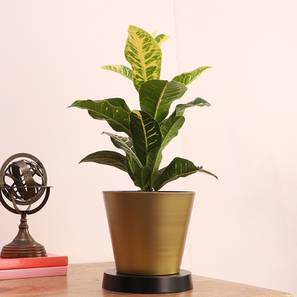 pristine interiors Black & Gold Metal Planter-picture-15