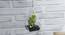 Aurora Artificial Plant With Pot by Urban Ladder - Front View Design 1 - 388867