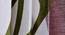 Aldis Door Curtains Set of 2 (Green, 112 x 213 cm  (44" x 84") Curtain Size) by Urban Ladder - Cross View Design 1 - 388996