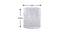 Urbain Tumbler (Clear) by Urban Ladder - Design 1 Dimension - 397670