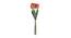 Edwards Artificial Flower Set of 6 (Red) by Urban Ladder - Front View Design 1 - 398425