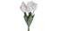 Edwards Artificial Flower Set of 6 (White) by Urban Ladder - Close View Design 1 - 