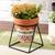 Celeste planter single lp