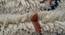 Oliver Carpet (Cream, Rectangle Carpet Shape, 240 x 300 cm  (94" x 118") Carpet Size) by Urban Ladder - Rear View Design 1 - 437044