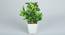 Chris Artificial Bonsai with Pot (Coin-Leaf) by Urban Ladder - Front View Design 1 - 450188