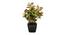Andrew Artificial Bonsai with Pot (Coleus) by Urban Ladder - Front View Design 1 - 450189