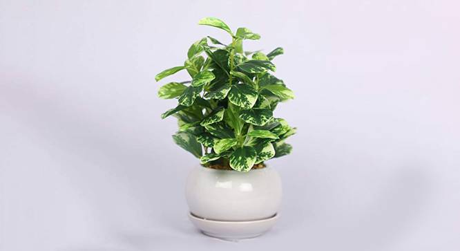 Caroline Artificial Bonsai with Pot (Yellow-Green) by Urban Ladder - Front View Design 1 - 450194
