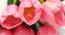 Athena Artificial Flower (Light Pink) by Urban Ladder - Rear View Design 1 - 450237