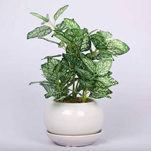 Dennis artificial bonsai white green lp