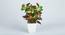 Daniel Artificial Bonsai with Pot (Coleus) by Urban Ladder - Front View Design 1 - 453118