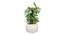 Dennis Artificial Bonsai with Pot (White Green) by Urban Ladder - Front View Design 1 - 453133