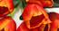 Cressida Artificial Flower (Orange) by Urban Ladder - Design 1 Close View - 453343