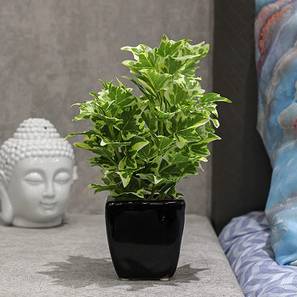 Kenneth artificial bonsai white ivy lp
