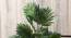 Grace Artificial Plant (Green) by Urban Ladder - Front View Design 1 - 454145