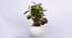 Frank Artificial Bonsai with Pot (Green) by Urban Ladder - Front View Design 1 - 454171