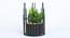 Gabriella Artificial Bonsai with Pot (Yellow-Green) by Urban Ladder - Front View Design 1 - 454175
