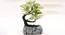 Imana Artificial Bonsai with Pot (Multicolor) by Urban Ladder - Cross View Design 1 - 454183