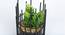 Gabriella Artificial Bonsai with Pot (Yellow-Green) by Urban Ladder - Design 1 Side View - 454310