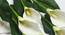 Fionn Artificial Flower (White) by Urban Ladder - Rear View Design 1 - 454324