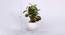 Frank Artificial Bonsai with Pot (Green) by Urban Ladder - Design 1 Dimension - 454397