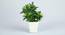 Mark Artificial Bonsai with Pot (Green_Ivy) by Urban Ladder - Front View Design 1 - 455340