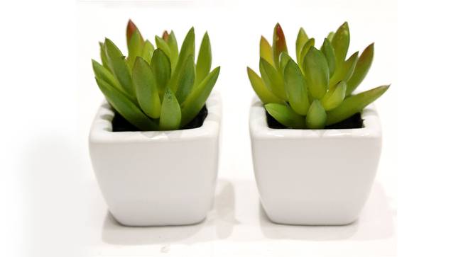 Lucy Artificial Plant with Pot (Dark Green) by Urban Ladder - Front View Design 1 - 455347