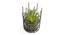 Lucia Artificial Bonsai with Pot (Green) by Urban Ladder - Cross View Design 1 - 455371