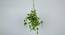 Nora Artificial Bonsai (Ivy) by Urban Ladder - Cross View Design 1 - 455405