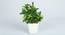 Mark Artificial Bonsai with Pot (Green_Ivy) by Urban Ladder - Cross View Design 1 - 455408