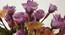 Marion large Artificial Flower (Purple) by Urban Ladder - Design 1 Side View - 455473