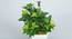 Mark Artificial Bonsai with Pot (Green_Ivy) by Urban Ladder - Design 1 Side View - 455476