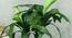 Leah Artificial Bonsai with Pot (Green) by Urban Ladder - Rear View Design 1 - 455528