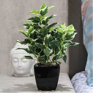 Rachel artificial bonsai hidegreen lp