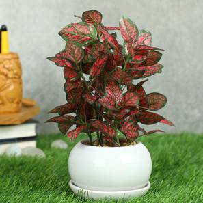 Patrick artificial bonsai red lp