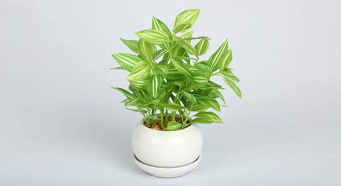 Raymond Artificial Bonsai with Pot (White Ivy) by Urban Ladder - Front View Design 1 - 456332