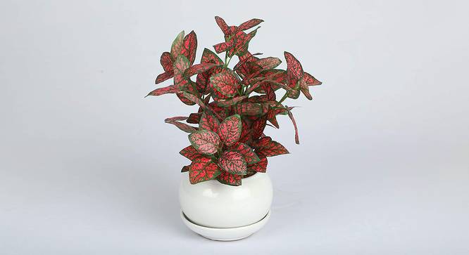 Patrick Artificial Bonsai with Pot (Red) by Urban Ladder - Front View Design 1 - 456334