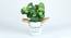 Sadie Artificial Bonsai with Pot (Begonia) by Urban Ladder - Front View Design 1 - 456339