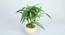 Ronald Artificial Bonsai with Pot (White Green) by Urban Ladder - Cross View Design 1 - 456384