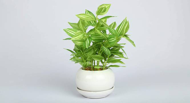Raymond Artificial Bonsai with Pot (White Ivy) by Urban Ladder - Cross View Design 1 - 456401