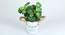 Sadie Artificial Bonsai with Pot (Begonia) by Urban Ladder - Cross View Design 1 - 456407